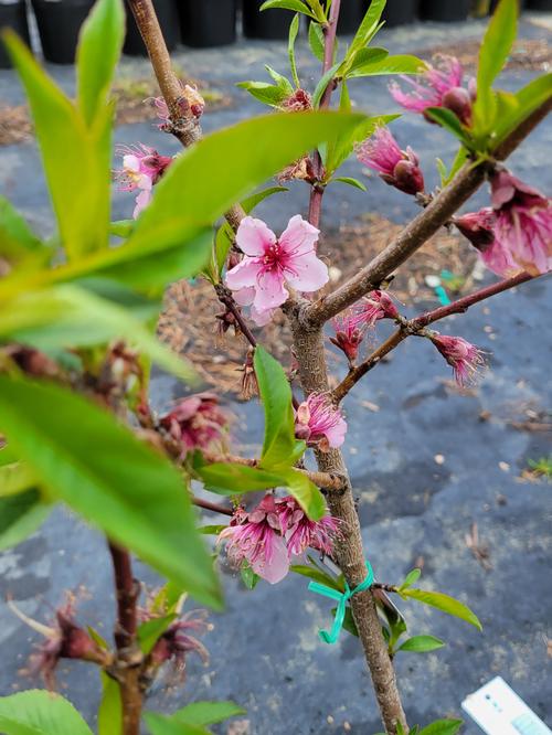 Elberta Peach Prunus persica Elberta from Pender Nursery