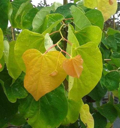 The Rising Sun™ Redbud Cercis canadensis The Rising Sun™ PP#21451 from Pender Nursery
