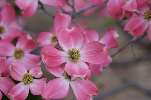 Cherokee Brave™ Flowering Dogwood Cornus florida Cherokee Brave™ PP#10166 from Pender Nursery