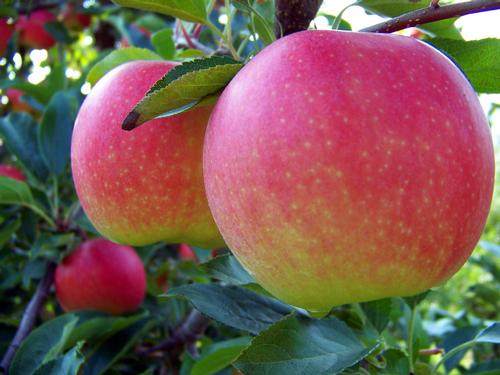 Gala Apple Malus pumila 'Gala' from Pender Nursery