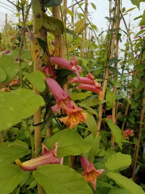 Tangerine Beauty Crossvine Bignonia capreolata Tangerine Beauty from Pender Nursery