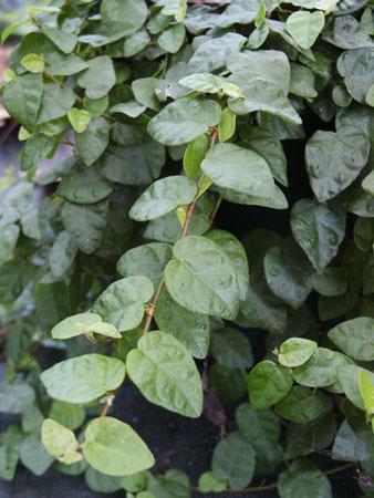 Creeping Fig Ficus pumila from Pender Nursery