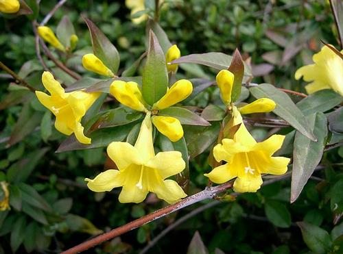 Carolina Jessamine Gelsemium sempervirens from Pender Nursery