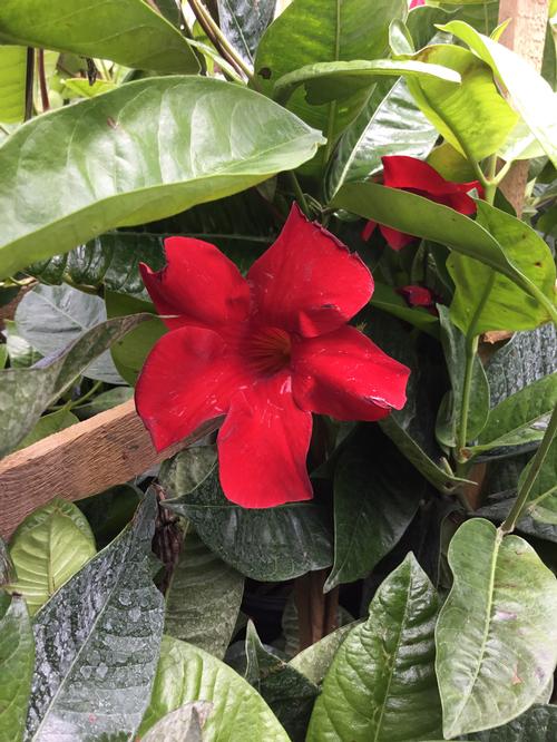 Sun Parasol® Crimson Mandevilla Mandevilla Sun Parasol® Crimson PP#15539 from Pender Nursery