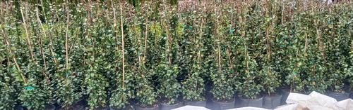 Confederate Jasmine Trachelospermum jasminoides 'Madison' from Pender Nursery