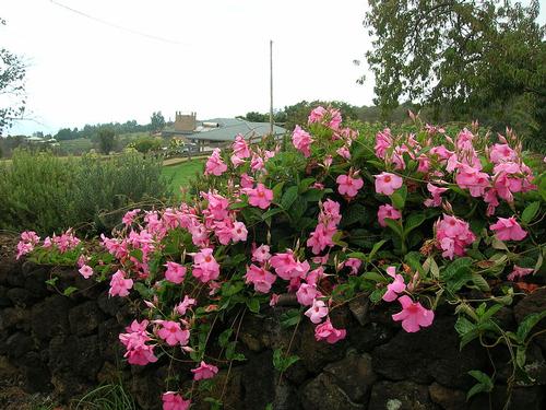 Sun Parasol® Giant Pink Mandevilla Mandevilla Sun Parasol® Giant Pink from Pender Nursery