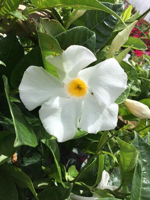 Sun Parasol® Giant White Mandevilla Mandevilla Sun Parasol® Giant White PP#11556 from Pender Nursery