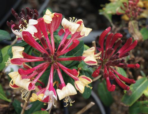 Peaches and Cream Honeysuckle Lonicera periclymenum Peaches and Cream PP#21839 from Pender Nursery