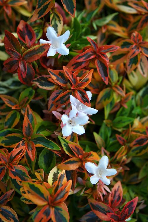 Kaleidoscope Glossy Abelia Abelia grandiflora 'Kaleidoscope' PP#16988 from Pender Nursery