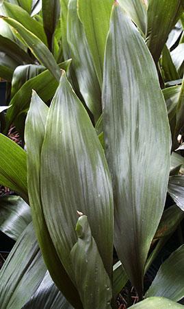 Cast-iron Plant Aspidistra elatior from Pender Nursery