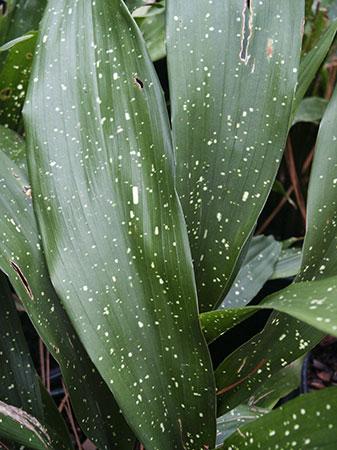 Milky Way Cast-iron Plant Aspidistra lurida 'Milky Way' from Pender Nursery