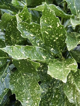 Gold Dust Aucuba Aucuba japonica 'Variegata' from Pender Nursery