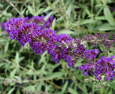 Black Knight Butterfly Bush Buddleia davidii Black Knight from Pender Nursery