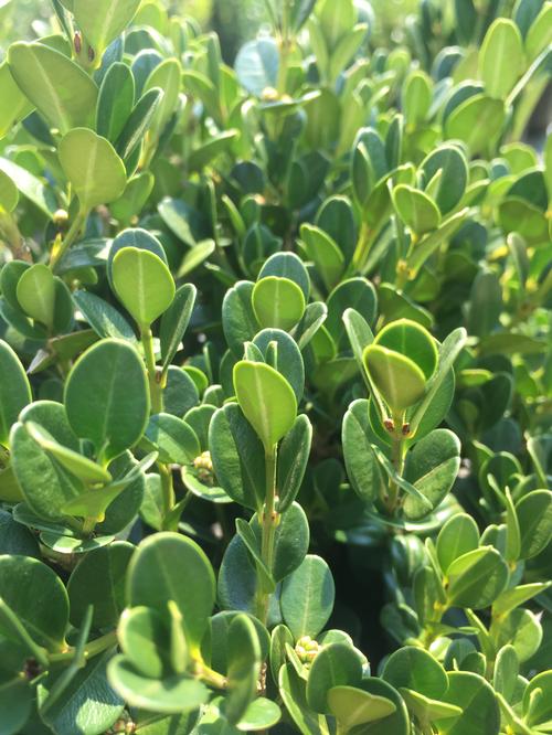 Winter Gem Littleleaf Boxwood Buxus microphylla Winter Gem from Pender Nursery