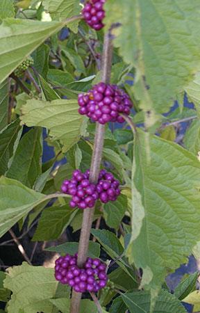 American Beautyberry Callicarpa americana from Pender Nursery