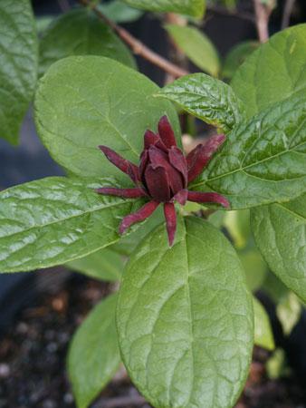 Carolina Sweetshrub Calycanthus floridus from Pender Nursery