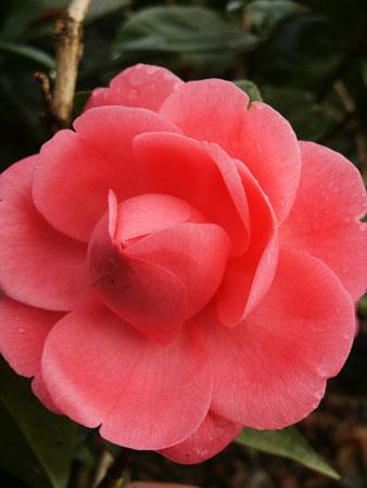 Jacks Spring Blooming Camellia Camellia japonica 'Jacks' from Pender Nursery