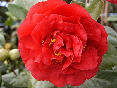 Kramer's Supreme Spring Blooming Camellia Camellia japonica 'Kramer's Supreme' from Pender Nursery