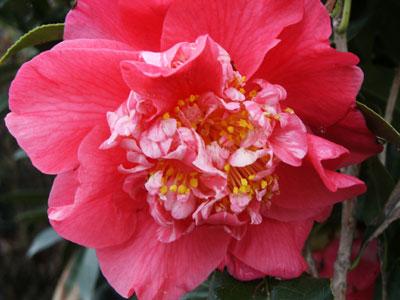 Kumasaka Spring Blooming Camellia Camellia japonica Kumasaka from Pender Nursery