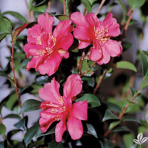 Kanjiro Fall Blooming Camellia Camellia sasanqua 'Kanjiro' from Pender Nursery