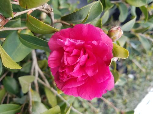 Shishigashira Fall Blooming Camellia Camellia sasanqua 'Shishigashira' from Pender Nursery