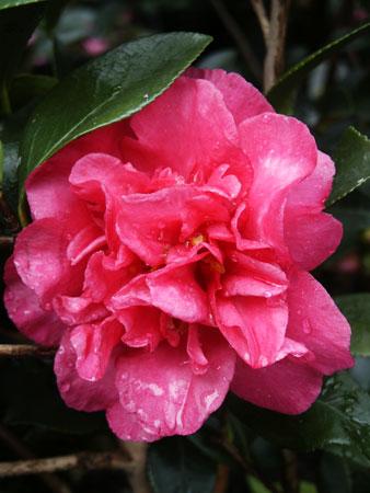 (Fall Blooming Camellia) Camellia sasanqua Sparkling Burgundy from Pender Nursery