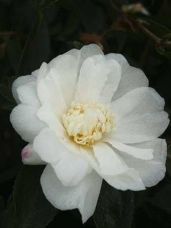 Winter Snowman Winter Hardy Camellia Camellia x Winter Snowman from Pender Nursery