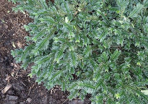 Duke Gardens Japanese Plum Yew Cephalotaxus harringtonia 'Duke Gardens' from Pender Nursery