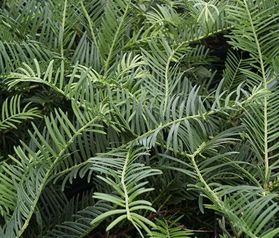Spreading Japanese Plum Yew Cephalotaxus harringtonia 'Prostrata' from Pender Nursery