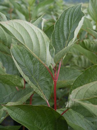 Redtwig Dogwood Cornus sericea 'Baileyi' from Pender Nursery