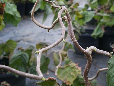 Harry Lauder's Walking Stick Corylus avellana Contorta from Pender Nursery