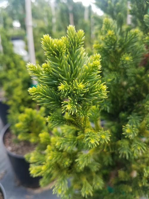 Black Dragon Japanese Cedar Cryptomeria Japonica Black Dragon black-dragon-japanese-cedar-cryptomeria-japonica-black-dragon