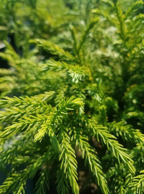 Globosa Nana Japanese Cedar Cryptomeria japonica Globosa Nana from Pender Nursery