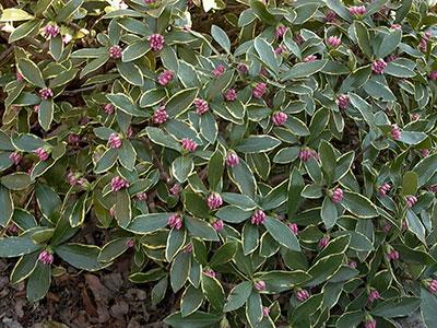 Variegated Winter Daphne Daphne odora Aureomarginata from Pender Nursery