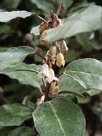 Elaeagnus Elaeagnus x ebbingei from Pender Nursery