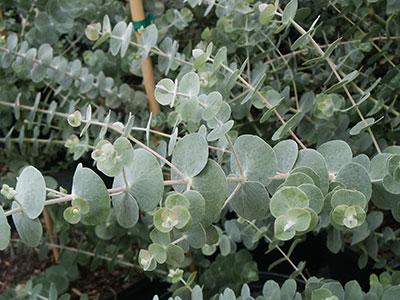Silver Dollar Tree Eucalyptus pulverulenta 'Baby Blue' from Pender Nursery