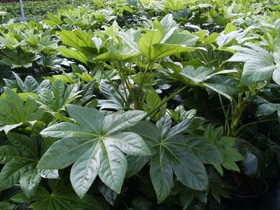 Japanese Fatsia Fatsia japonica from Pender Nursery