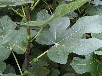 Brown Turkey Fig Ficus carica 'Brown Turkey' from Pender Nursery