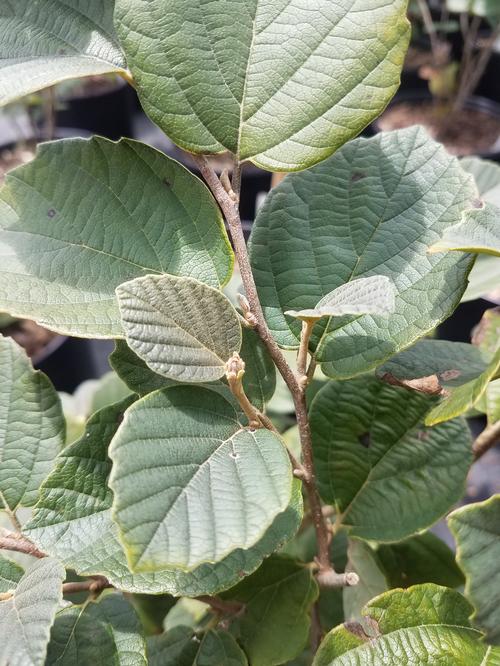 Mount Airy Large Fothergilla Fothergilla major Mount Airy from Pender Nursery