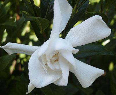 August Beauty Gardenia Gardenia jasminoides 'August Beauty' from Pender Nursery