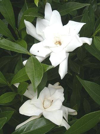 Frostproof Gardenia Gardenia jasminoides 'Frostproof' from Pender Nursery