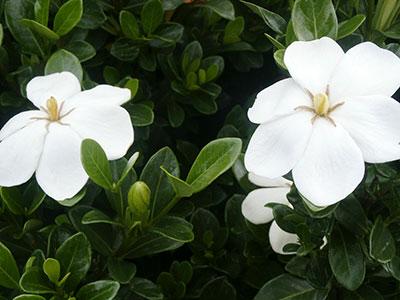 Kleim's Hardy Gardenia Gardenia jasminoides 'Kleim's Hardy' from Pender Nursery