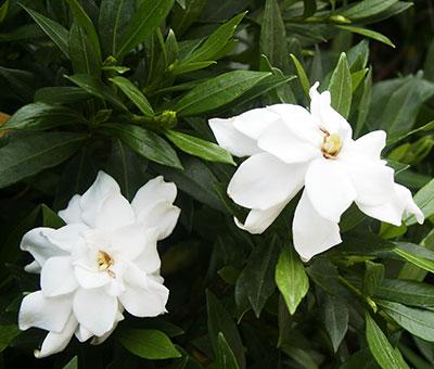 Radicans Gardenia Gardenia jasminoides 'Radicans' from Pender Nursery