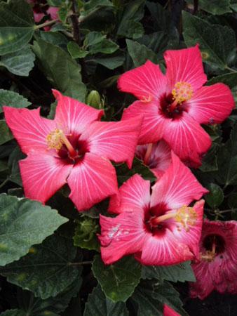 Painted Lady Tropical Hibiscus Hibiscus Painted Lady from Pender Nursery