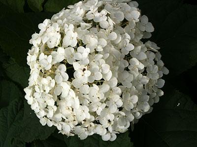 Annabelle Smooth Hydrangea Hydrangea arborescens 'Annabelle' from Pender Nursery