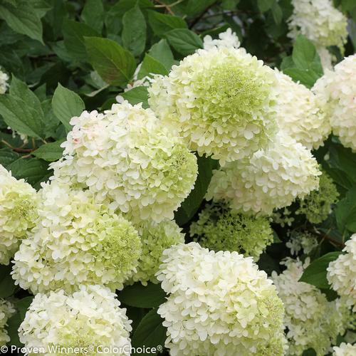 Limelight Hardy Hydrangea Hydrangea paniculata 'Limelight' PP#12874 from Pender Nursery