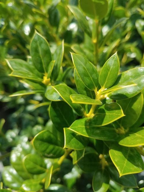 Dwarf Burford Chinese Holly Ilex cornuta 'Burfordii Nana' from Pender Nursery