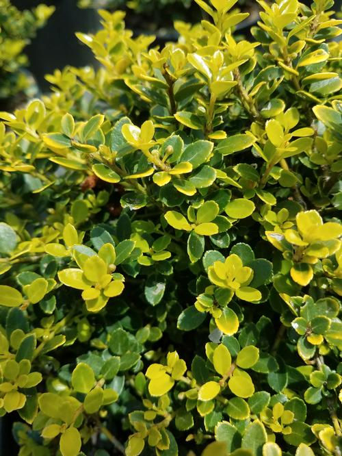Golden Helleri Japanese Holly Ilex crenata 'Golden Helleri' from Pender Nursery