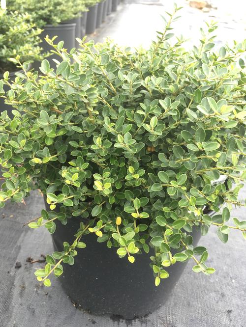 Helleri Japanese Holly Ilex crenata 'Helleri' from Pender Nursery