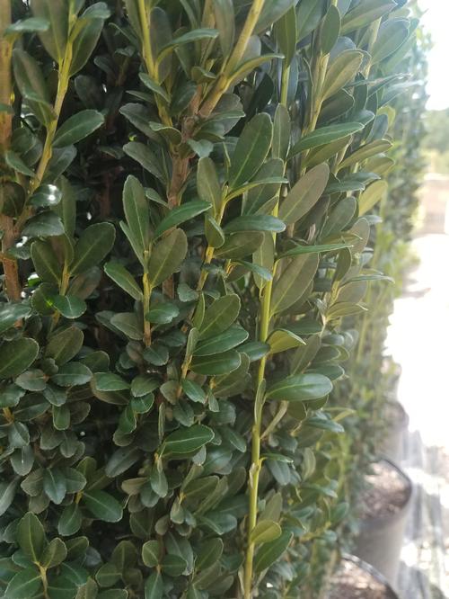 Sky Pencil Japanese Holly Ilex crenata 'Sky Pencil' from Pender Nursery